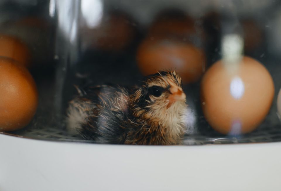 Day-old chick in an incubator
