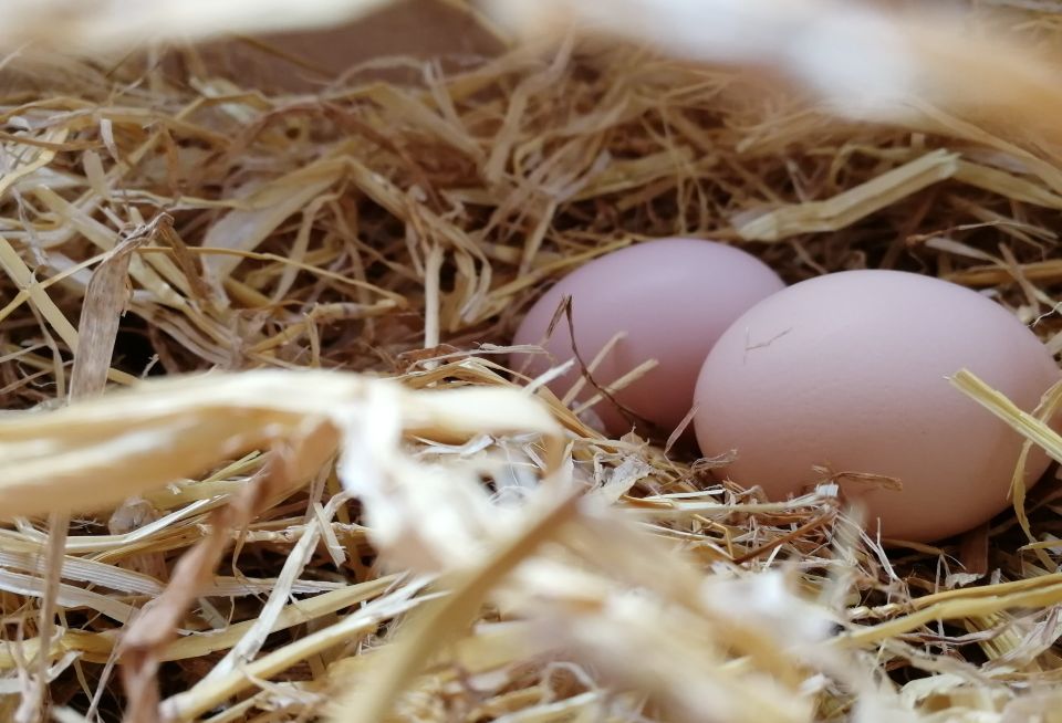 All about laying hens