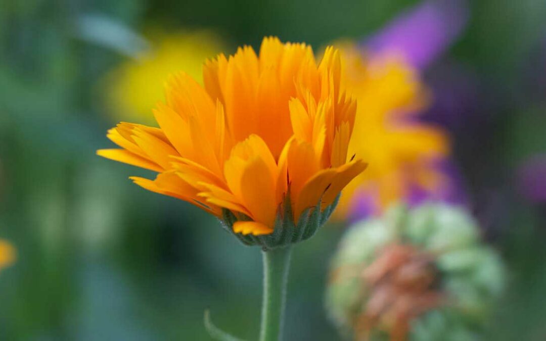 How to Grow Calendula from Seed: the Definitive Step-By-Step Process