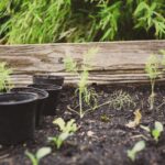 Square-Foot Gardening: Growing Food on a Small Scale