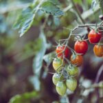 How to Grow Great Tasty Tomatoes from Seed