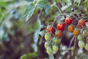 Growing healthy tasty tomatoes from seed