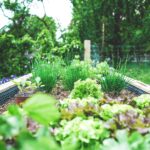 How to Build Raised Garden Beds