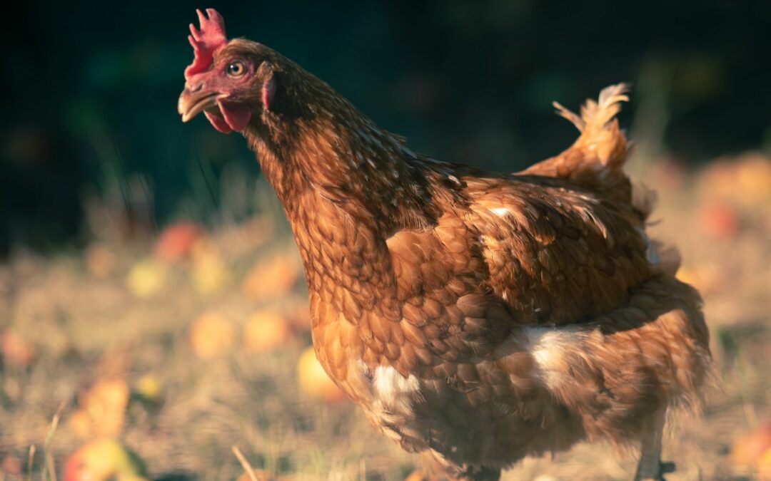 Why Raise a Heritage Chicken Breed?