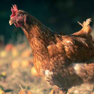 Why Raise a Heritage Chicken Breed?