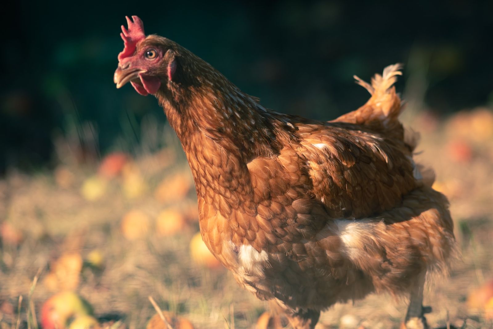 Pros and cons of local and heritage chicken breeds