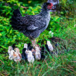 How To Let Your Broody Hen Hatch Eggs For You