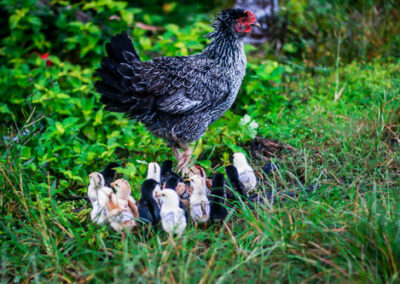 How To Let Your Broody Hen Hatch Eggs For You