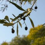Harvesting Olives and Making Olive Oil – 2017 Edition