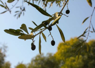 Harvesting Olives and Making Olive Oil – 2017 Edition