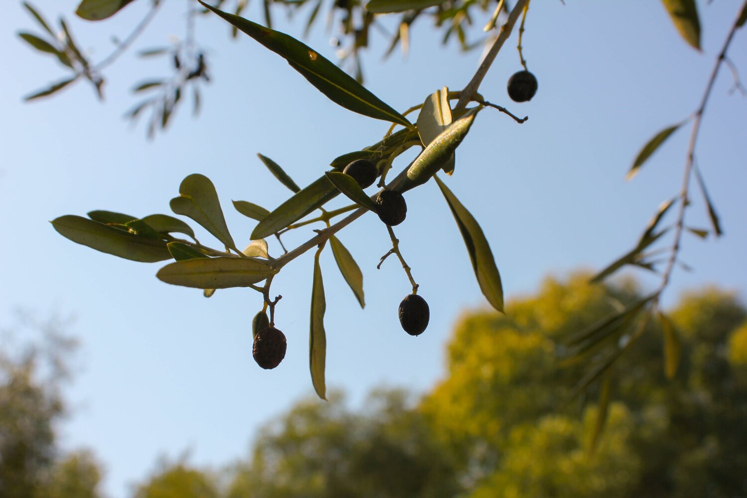 Harvesting Olives and Making Olive Oil