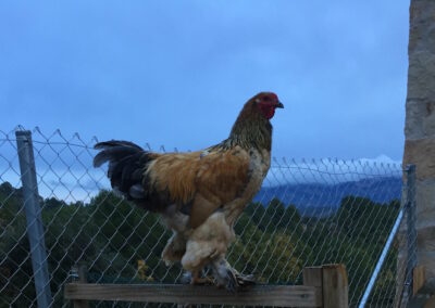 The Quest For The Perfect Rooster