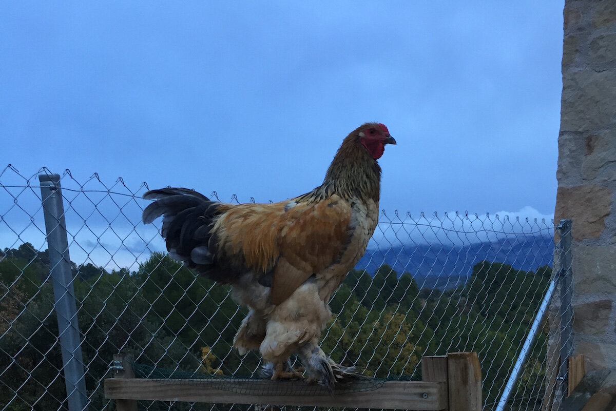 Keep Brahma Chickens - Ramon, our rooster back in 2016