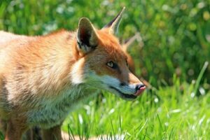 Keeping chickens safe from foxes