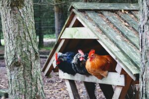 Picture of chickens perching in an A-frame type chicken coop