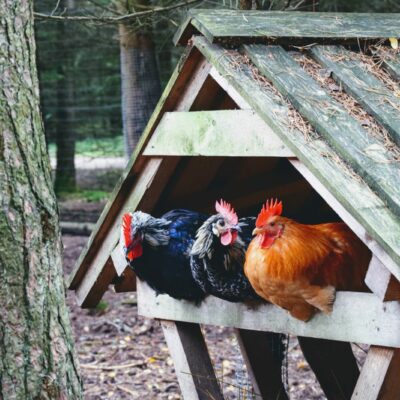 7 Things to Consider When Building a Chicken Coop