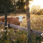 Rotational Grazing: Sustainable Animal Husbandry for Almost Anyone