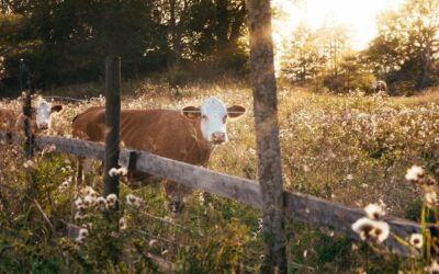 Rotational Grazing: Sustainable Animal Husbandry for Almost Anyone