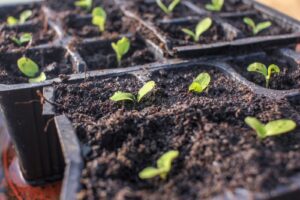 Starting seeds indoors vs outdoors: seedlings growing in a tray
