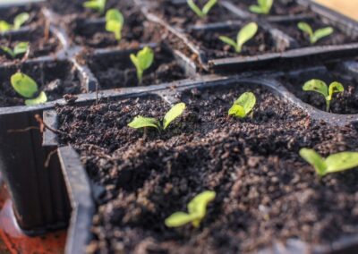 Starting Seeds Indoors vs Outdoors: Pros and Cons and Best Practices