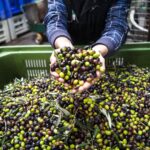 Olive Oil: Everything you Always Wanted to Know about Liquid Green Gold