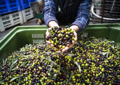 Olive Oil: Everything you Always Wanted to Know about Liquid Green Gold