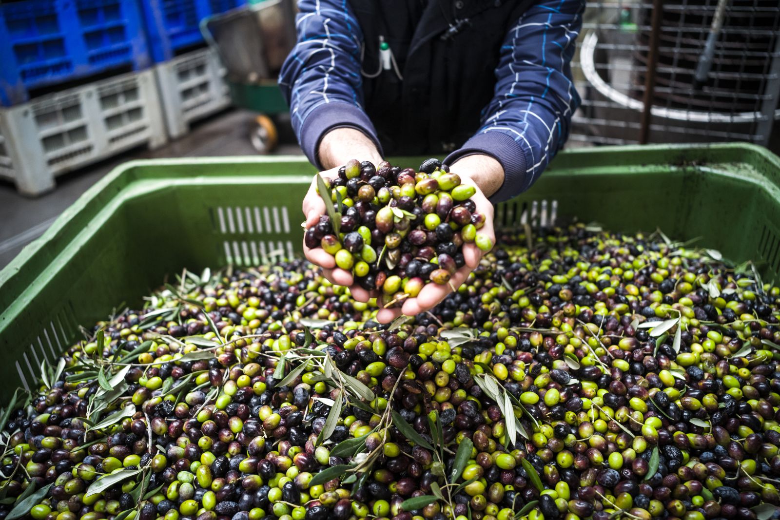 Big batch of green and black olives ready to get processed into olive oil