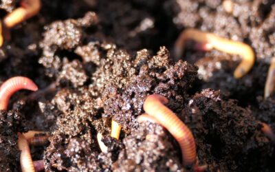 Vermicomposting: How to Use Worms to Make Compost