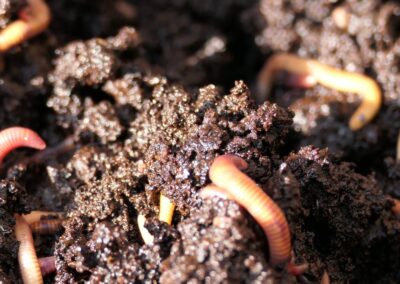 Vermicomposting: How to Use Worms to Make Compost