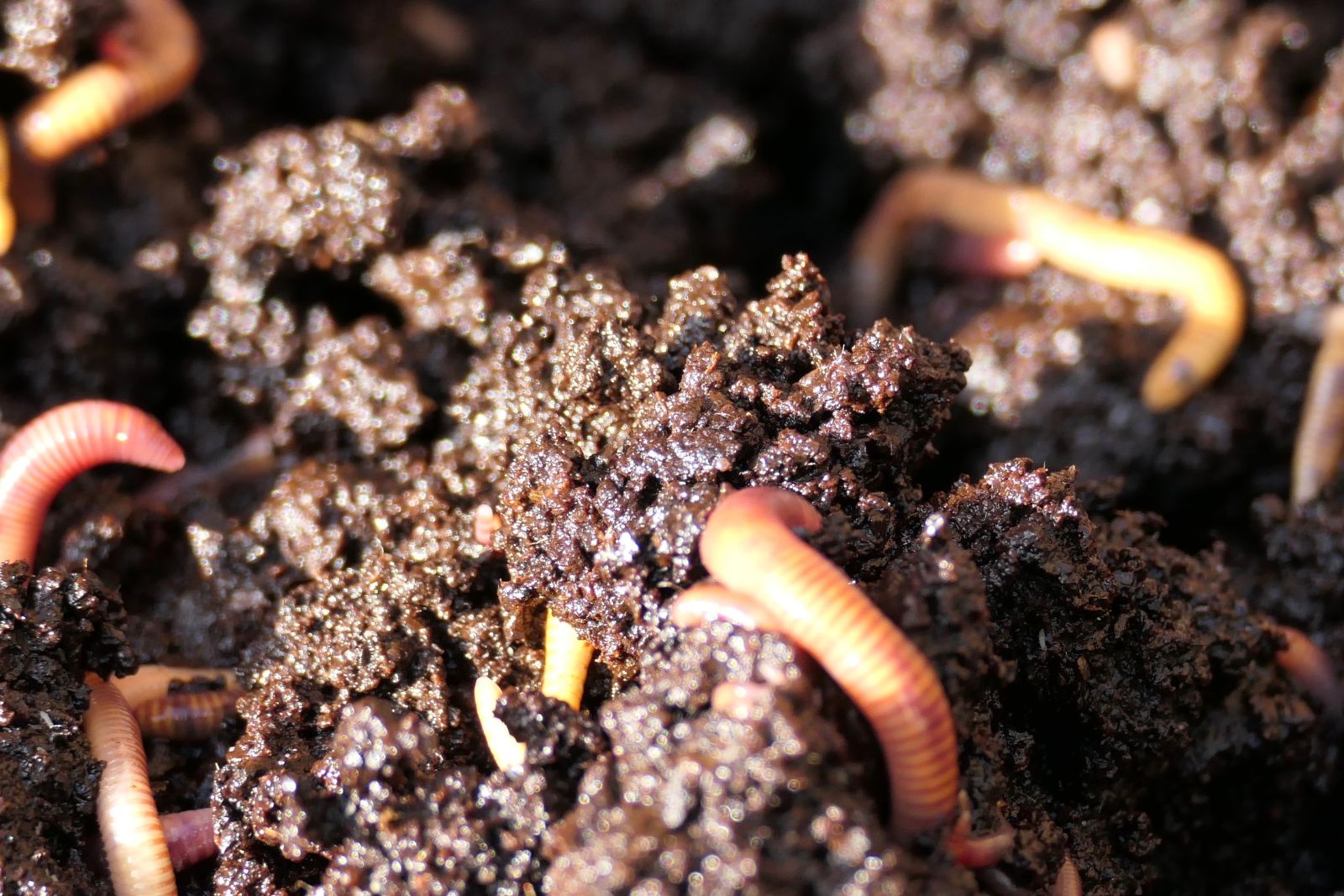 Red wiggler worms are often used in vermicomposting