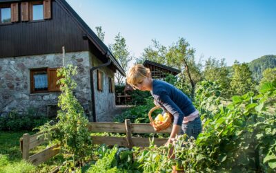 Finding the Sweet Spot: Picking a Location for your Vegetable Garden