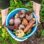 Choosing vegetables for self-sufficiency: grow-your-own-food 101