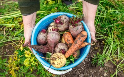 Choosing vegetables for self-sufficiency: grow-your-own-food 101