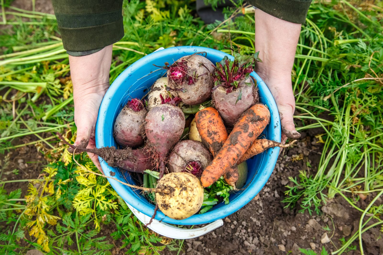 A bucket full of vegetables (carrots, beets, and whatnot) to illustrate the article about choosing vegetables for self-sufficient living