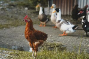 A flock of chickens and ducks being kept together