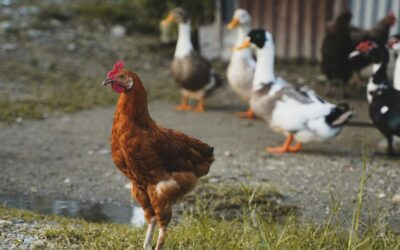 Ducks vs Chickens: Guide to Choosing the Right Poultry