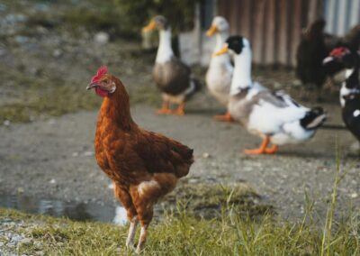 Ducks vs Chickens: Guide to Choosing the Right Poultry