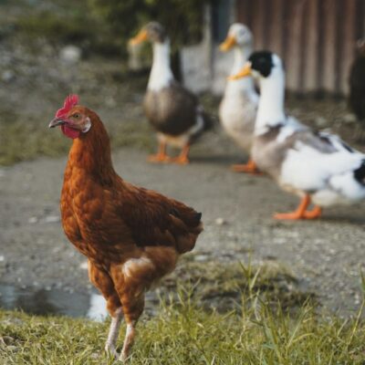 Ducks vs Chickens: Guide to Choosing the Right Poultry