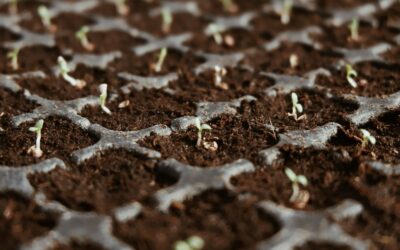 Seeds vs Seedlings: Growing Food From Scratch