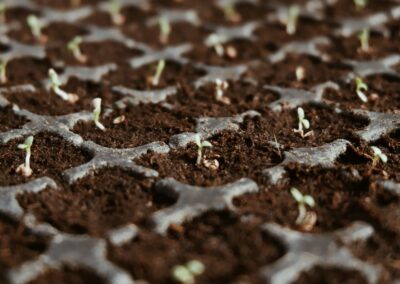 Seeds vs Seedlings: Growing Food From Scratch