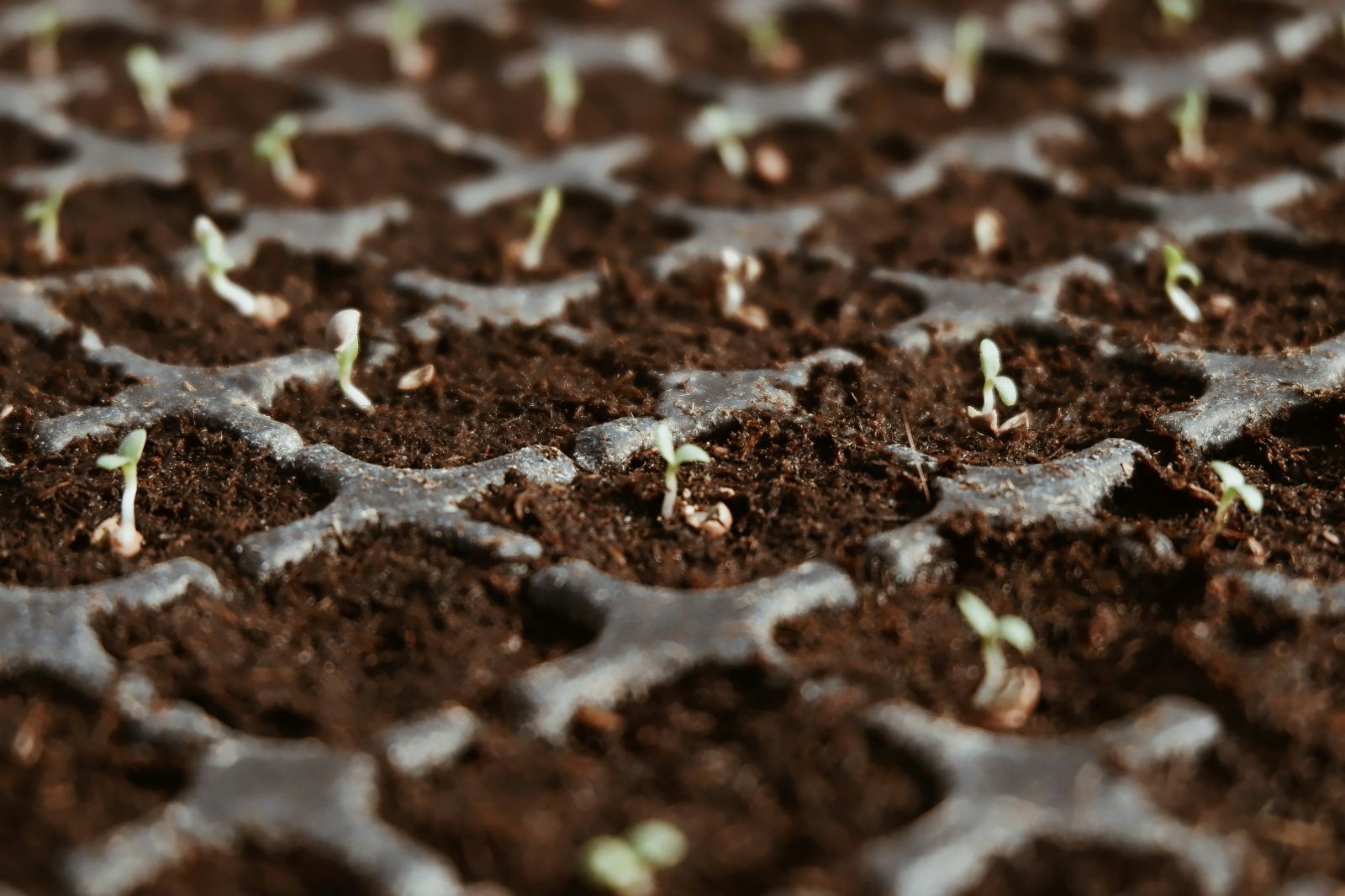 Tiny iceberg lettuce seedlings in a seed tray